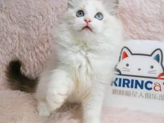 -十年猫舍·猫咪专门店(普陀店)
