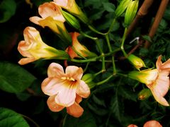 -桂林市花鸟市场