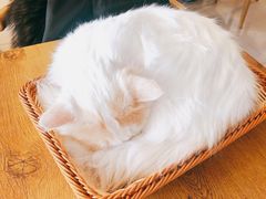 -平行世界·猫咖(首经贸店)