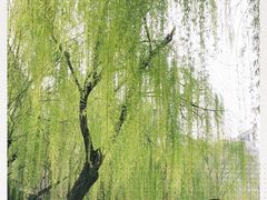 -莲湖公园