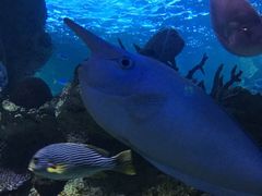 -悉尼海洋生物水族馆