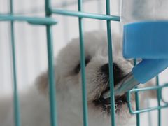 -翊宠yipet猫狗购宠庄园犬舍•猫舍