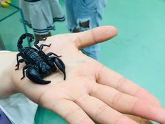 -藦茜花园宠物主题亲子互动体验馆(国顺东路店)