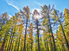 -塞罕坝国家级自然保护区