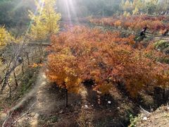 -千年银杏谷文化旅游区