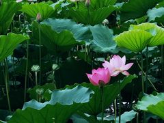 -荔湾湖公园