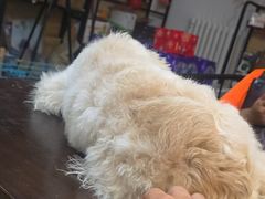 -趣玩宠物乐园寄养训犬训狗游泳池