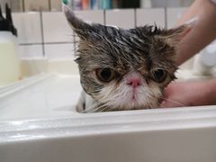 -猫大福·Fortune Cat猫舍(百子湾店)