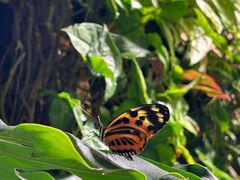 -美国自然历史博物馆