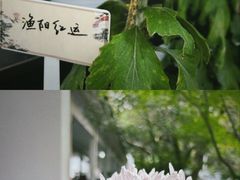 -杭州植物园