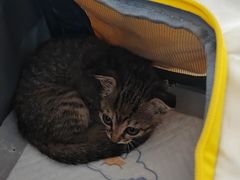 -瑞派福兴宠物医院犬猫全科·骨科·中西医结合(河东店)