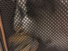 -安安宠医宠物医院·异宠·犬猫内科(岳阳分院)