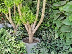 -秦美花卉(天朗·莱茵小城2期店)