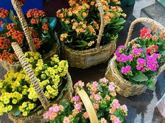 -循礼门鲜花花市(武汉循礼门店)