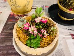 -万商花鸟市场