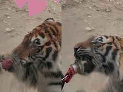 -栾川竹海野生动物园