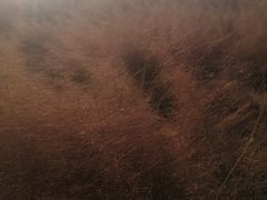 -羊亭河湿地公园