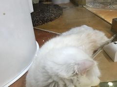 -糯米喵星人总部直营旗舰店·猫舍·幼猫出售