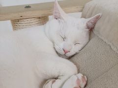 -Heymao猫咖.咖啡厅(东门店)
