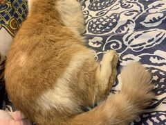 -more than meow吴止猫主题餐厅(承德 中船汇店)