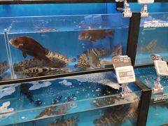 -盒马鲜生(宝地店)