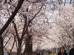 -桃花堤公园
