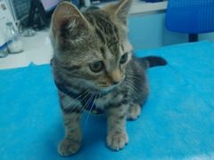 -瑞派·关忠动物医院·猫专科·犬专科(三环新城店)