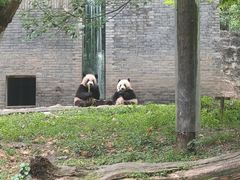 -都江堰中华大熊猫苑