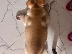 -爱侣宠医·鹦鹉专科·小型哺乳类·异宠专科(灵石路店)