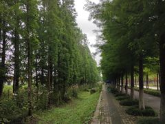 -上海长兴岛郊野公园