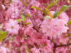 -大连植物园
