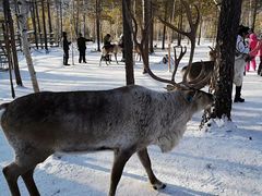 -北极村旅游风景区