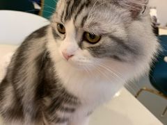 -飞行喵MR PILOT|猫舍·猫咖(静安大融城店)