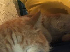 -Sirena海妖日咖夜酒