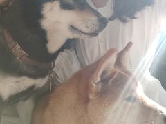 -柴犬高等学院·狗咖·柴犬售卖·宠物训练