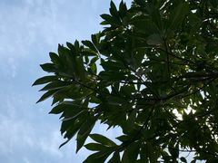 -白塘生态植物园