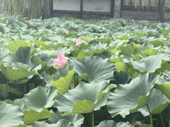 -承德避暑山庄景区