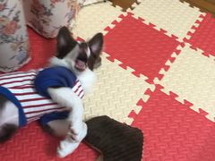 -翊宠yipet猫狗购宠庄园犬舍•猫舍