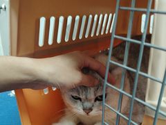 -瑞鹏宠物医院·骨科·猫科·内科(第一中心)