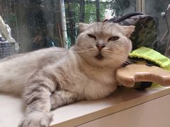 -猫咪派对(江南西店)