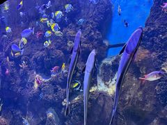 -芜湖新华联大白鲸海洋公园