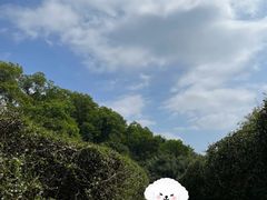 -大屏嶂森林公园