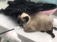 -乖乖乐动物医院(小汤山分院)