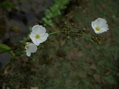 -广西壮族自治区药用植物园