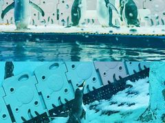 -正佳极地海洋世界