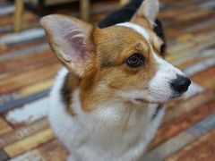 -酷豆宠物咖啡·宠物美食·撸猫馆