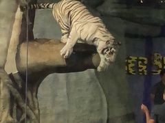 -清迈夜间动物园
