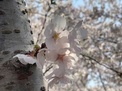 -高东镇樱花园