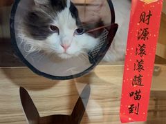 -白兔子密室(长寿路店)