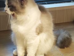 -唐小姐の私宠·宠物洗护美容·撸猫馆·购宠(周浦万达旗舰店)